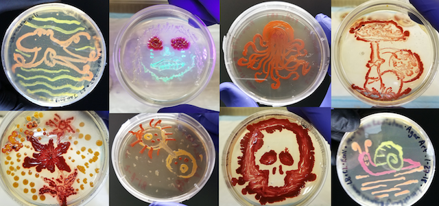 Agar Art Collage courtesy of Counter Culture Labs