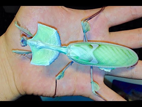 A hand demonstrating how to hold the Devil's Flower Praying Mantis.