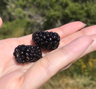 Blackberries in California