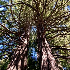 Intertwined redwood trees
