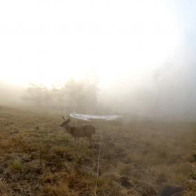Macrophone in the mist with a buck deer