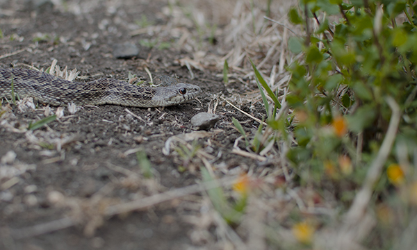 I saw another snake today, thankfully, NOT at rattlesnake.