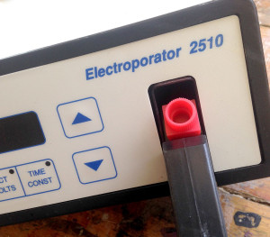 electroporator
